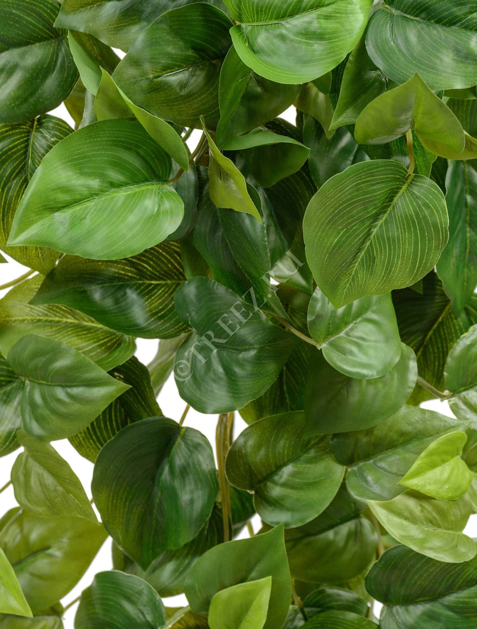 20.05200265N-M Филодендрон Сканденс ампельный Цветочная коллекция  - Вид №1