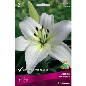 Лилия азиатская «Навона» размер луковицы 14/16 82662629 STLM-2204451