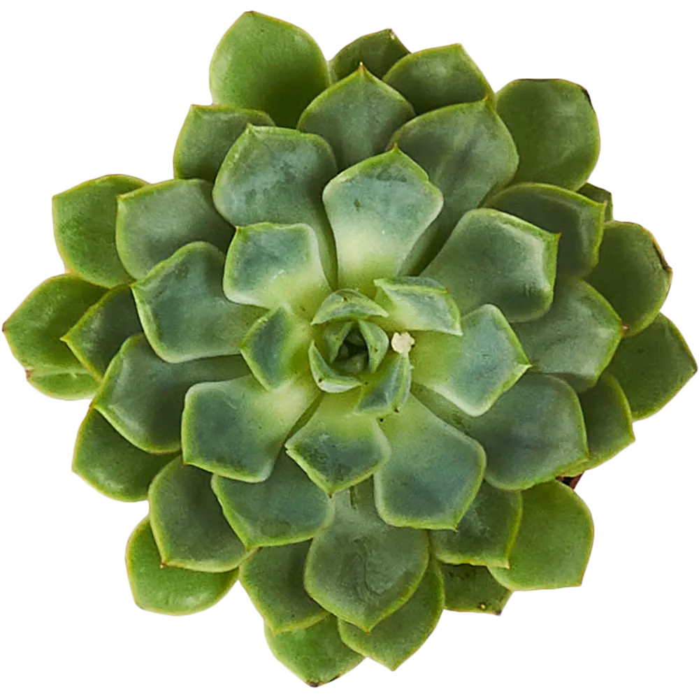 Santreyd Эхеверия микс - суккулент в виде каменной розы 85325021 STLM-0061571 - Вид №2