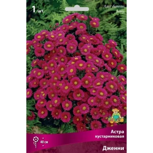 Астра кустарниковая Дженни луковица I 83599234 STLM-2172967