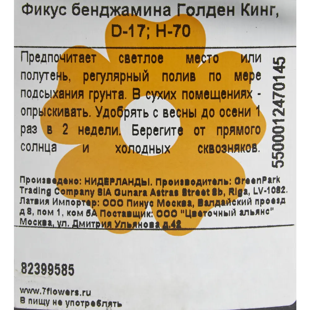 Фикус Бенджамина Голден Кинг ø17 h70 см Цветочный альянс 82399585 STLM-2121601 Santreyd  - Вид №2