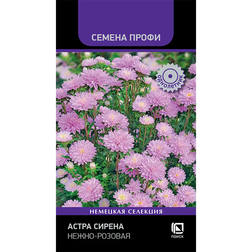 ПОИСК Астра Сирена нежно-розовая - готовый букет на клумбе 89401283 STLM-1568482