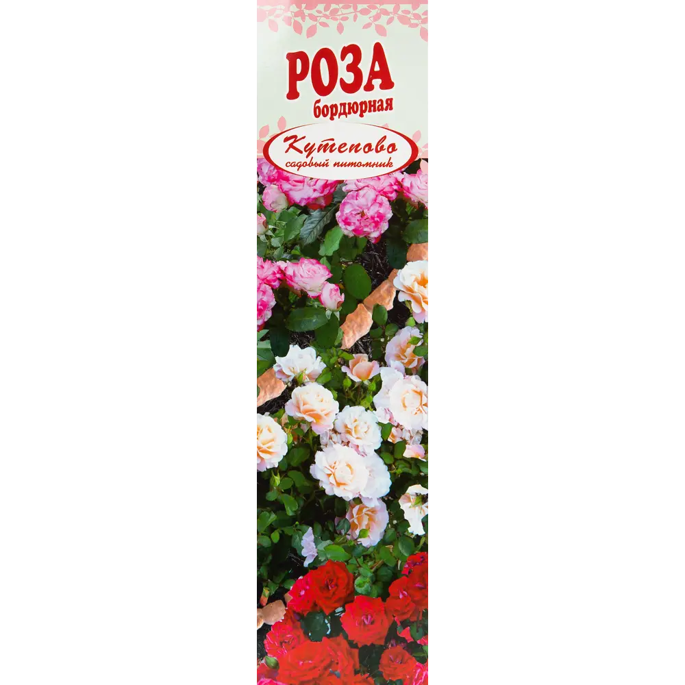 Роза бордюрная «Оранж Беби» в коробке 82155311 STLM-2071934 Santreyd 