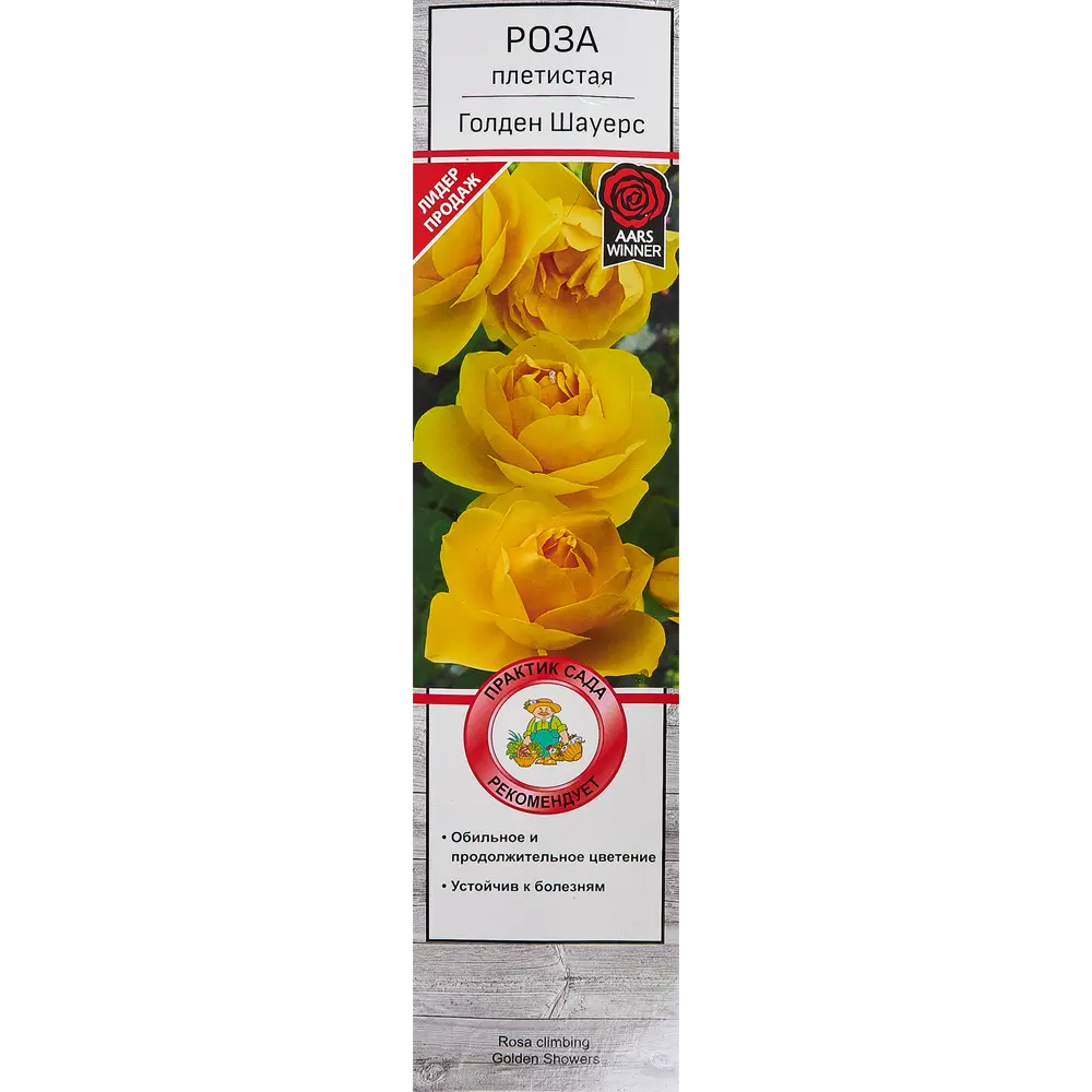 Розы плетистые «Голден Шауерс» 18350279 STLM-2180614 Santreyd 