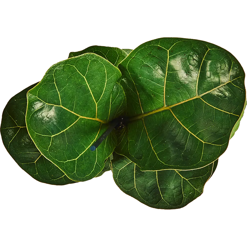 Фикус Лирата Бамбино Santreyd — изящное комнатное растение с лировидными листьями 82578707 STLM-0030447 - Вид №1