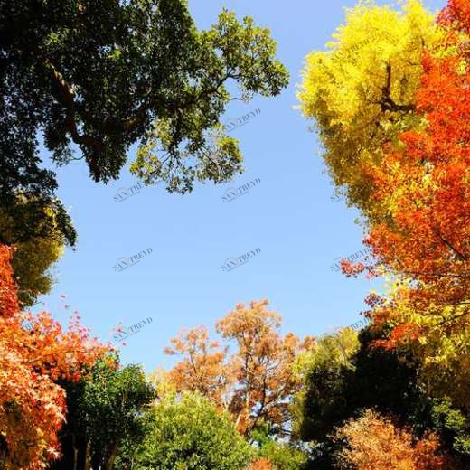 WP01550 Фотообои Verol Фотообои decoline 1х1 м