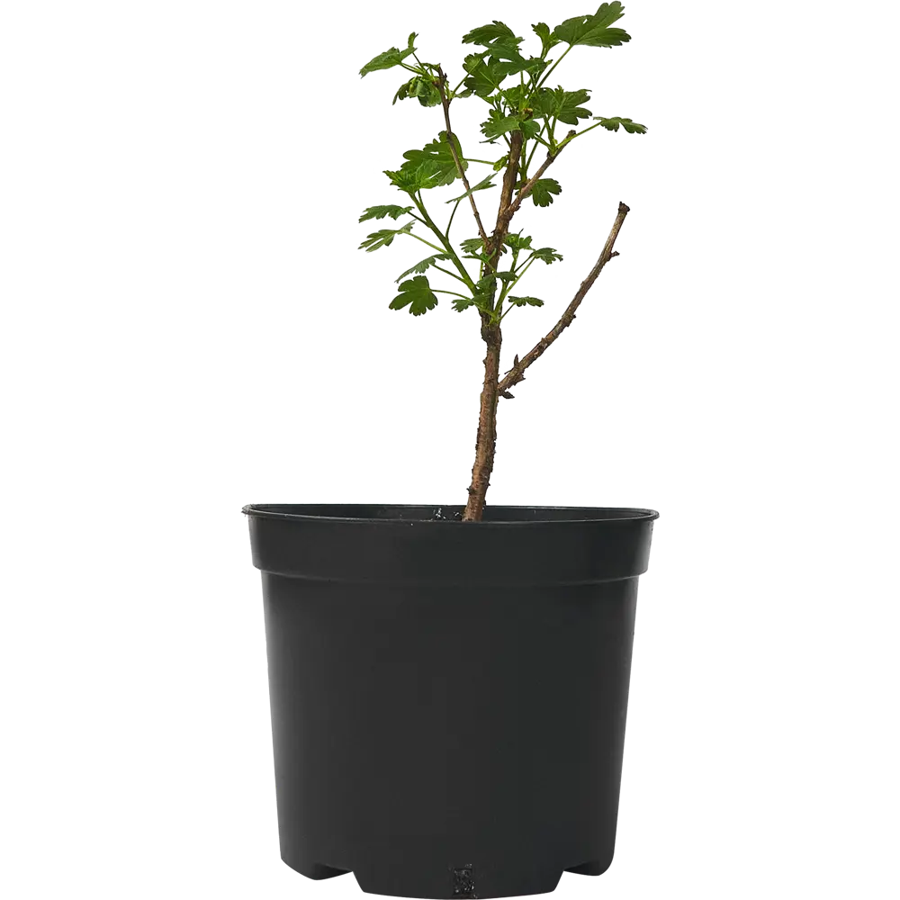 Крыжовник «Командор» С3-С4 PLANTMARKET STLM-2142645 - Вид №1