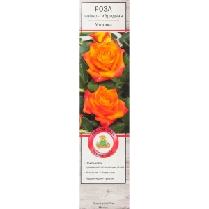 Роза чайно-гибридная Моника в тубе Поиск Инвест 18347942 STLM-2084911