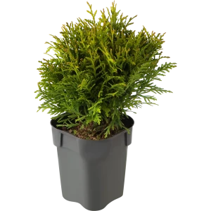 Туя западная «Даника» 13x15 см 82621059 STLM-2020597