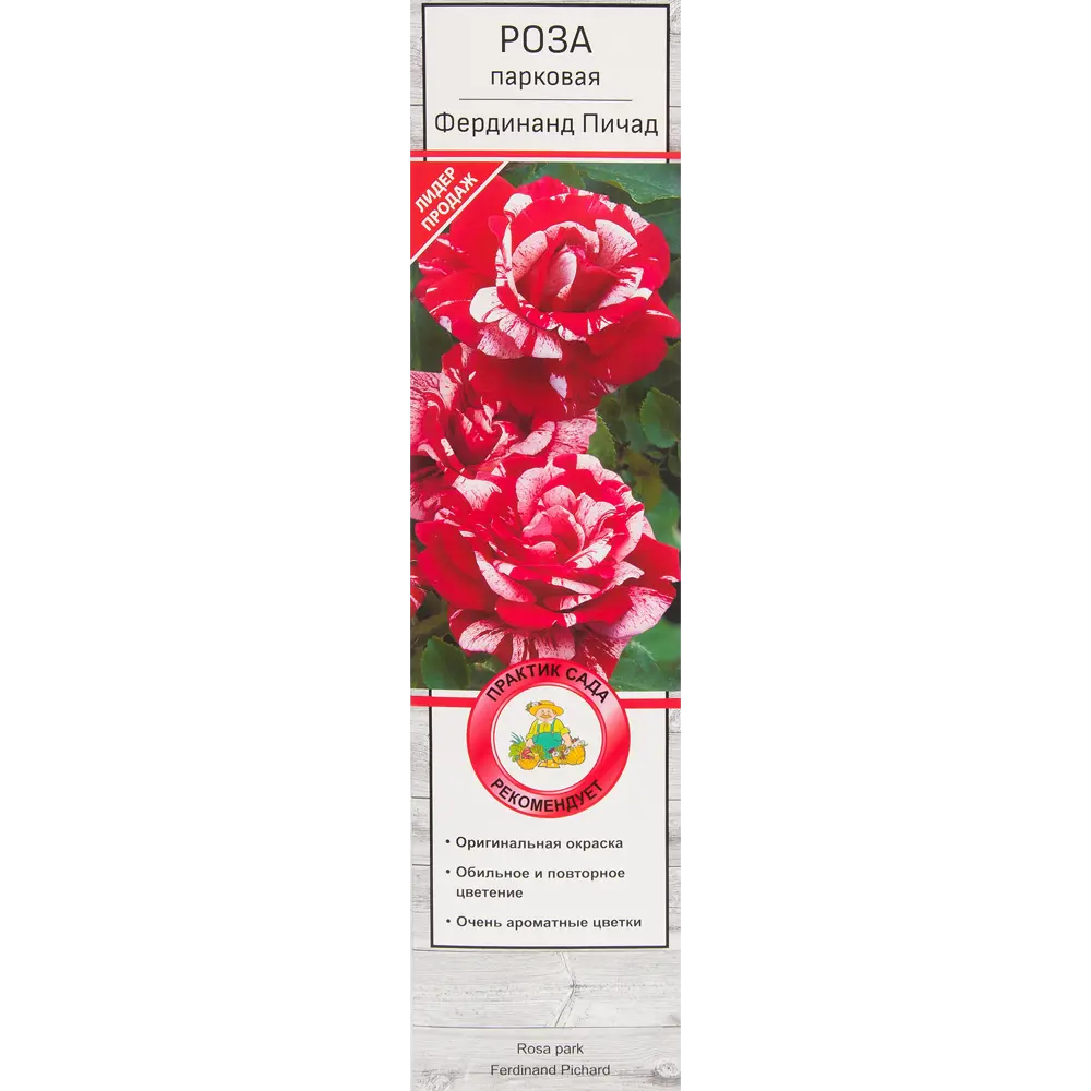 Розы парковые «Фердинанд Пичад» 18348700 STLM-2046486 Santreyd 