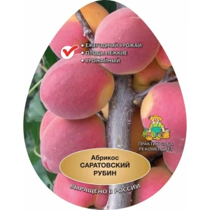 Абрикос Саратовский рубин ø20 h220 см 83787937 STLM-2205697