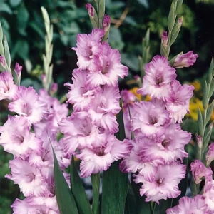 Гладиолус «Blue Frost», 12х14 см