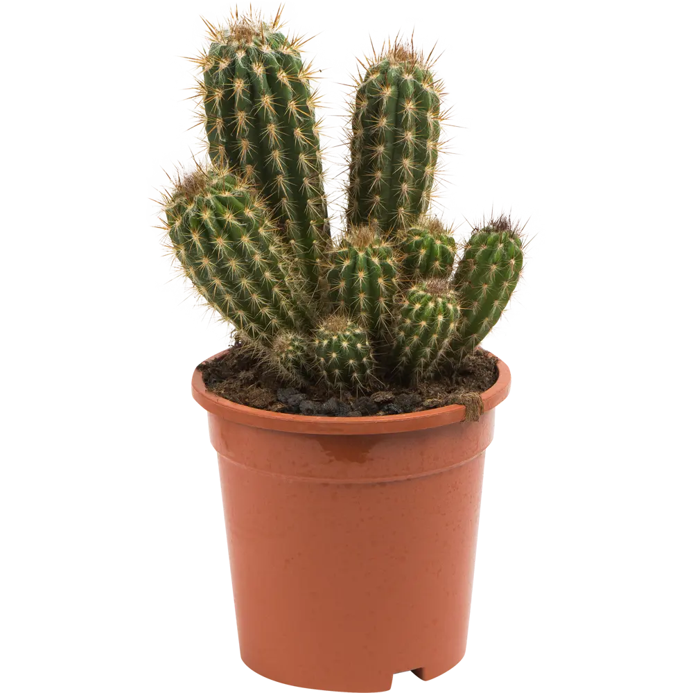 Santreyd Кактус микс в горшке 17×38 см - живой декор для интерьера 82877373 STLM-0955298