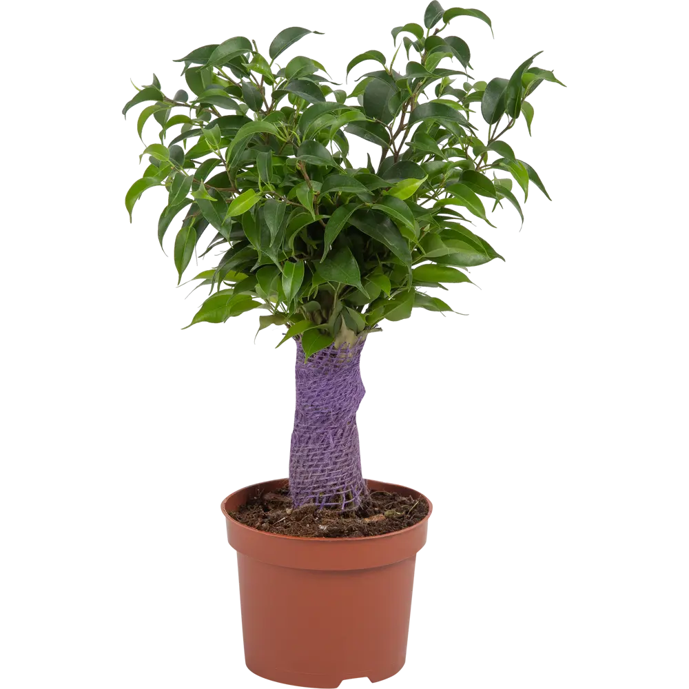 Фикус "Наташа цветной джут" 12x35 см 82850358 STLM-2175775 Santreyd 
