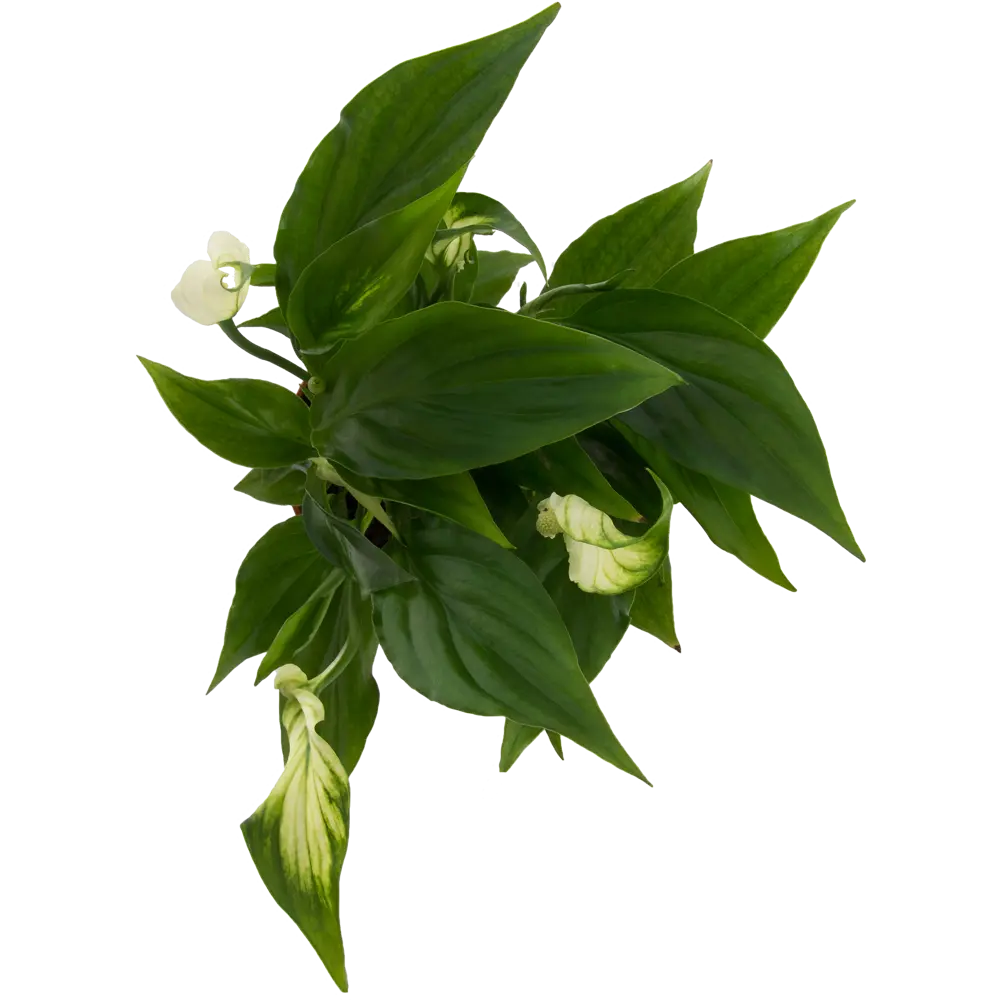 Спатифиллум Чопин Santreyd — элегантное тропическое растение с белоснежными цветами 14032601 STLM-0004212 - Вид №1