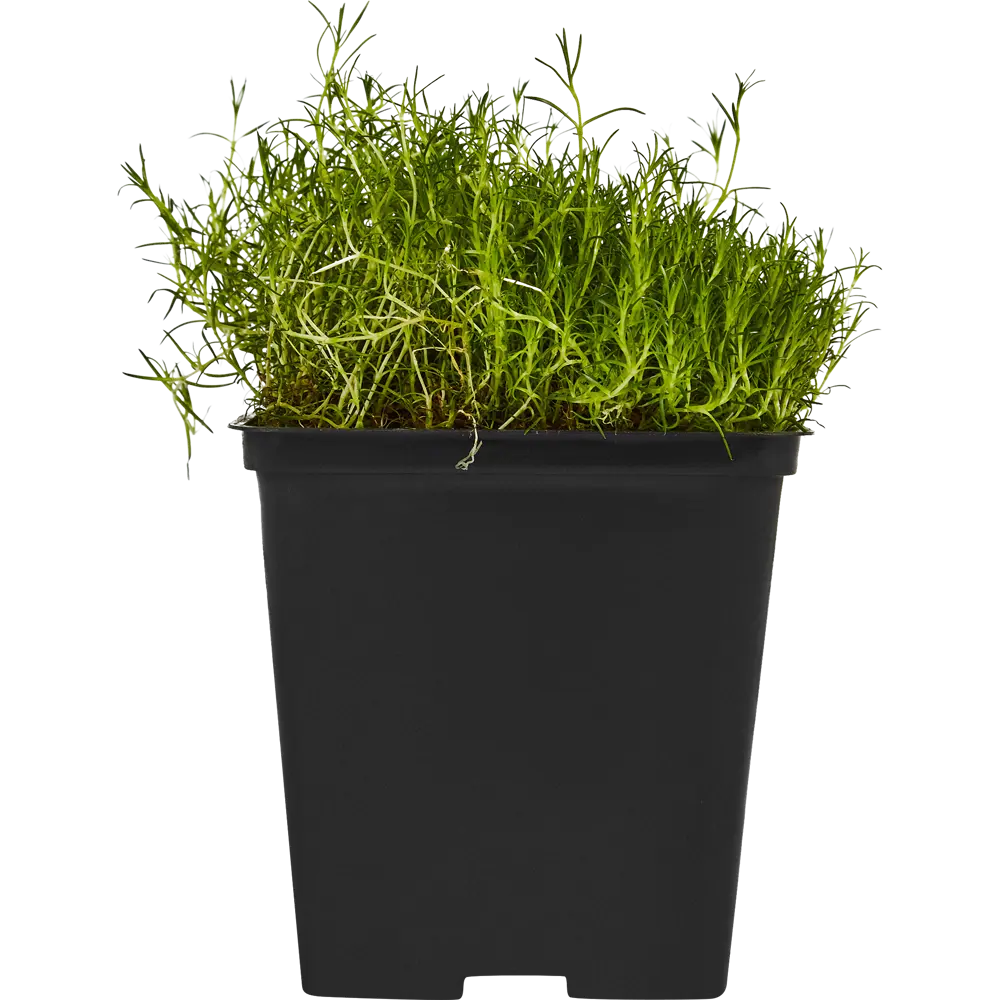 Сагина Шиловидная h15 см 84845149 STLM-2153122 Santreyd  - Вид №1