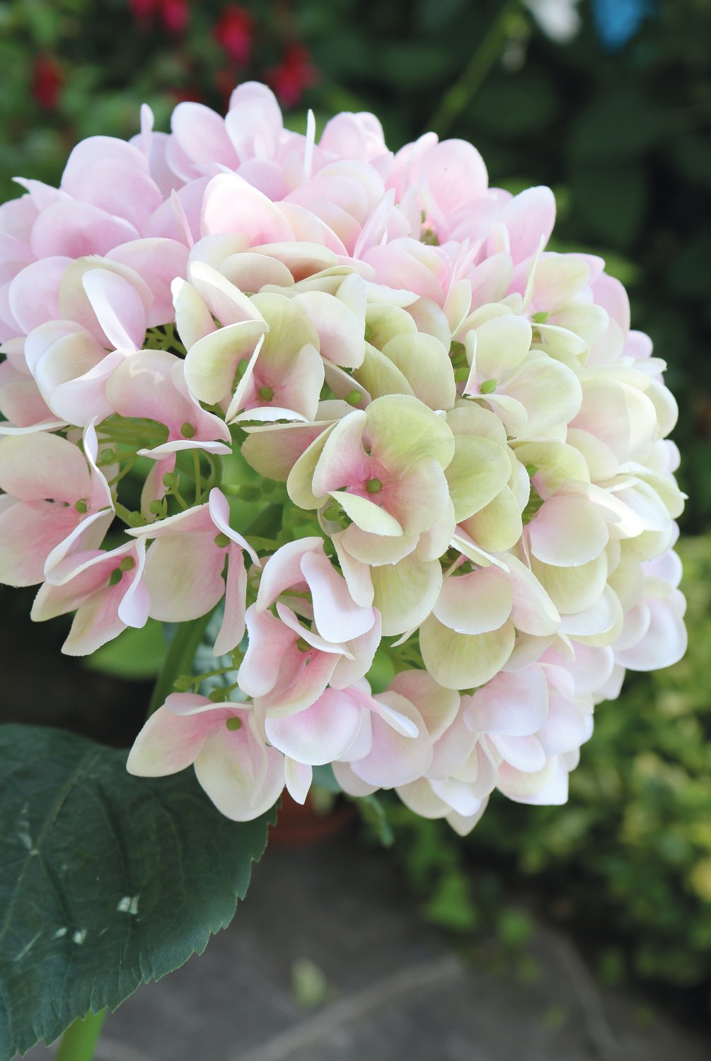 2270 508 a3 Искусственная гортензия, 65 см, розово-зеленая H-andreas  - Вид №1