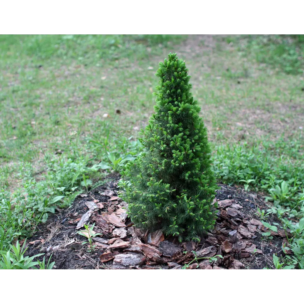 Ель канадская Коника ø22 h60 - 65 см PLANTMARKET STLM-2203642