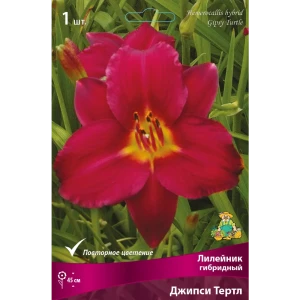 Лилейник гибридный «Джипси Тертл» 82530256 STLM-2166312