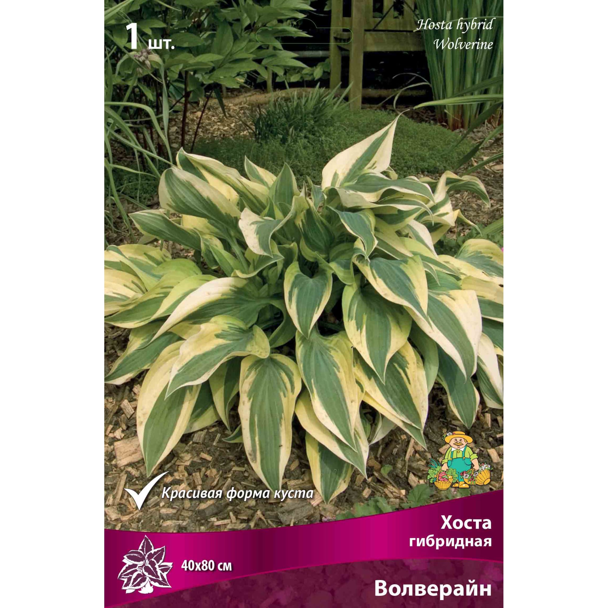 82118745 Хоста гибридная «Волверайн», 1 шт Santreyd 