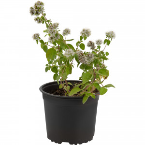 85326931 Душица обыкновенная Маргарита ø15 h20 см