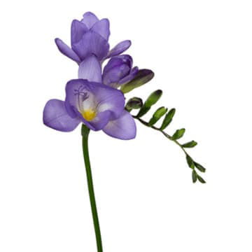 Фрезия эн дельта ривер 52 см Santreyd 26093 - Вид №1