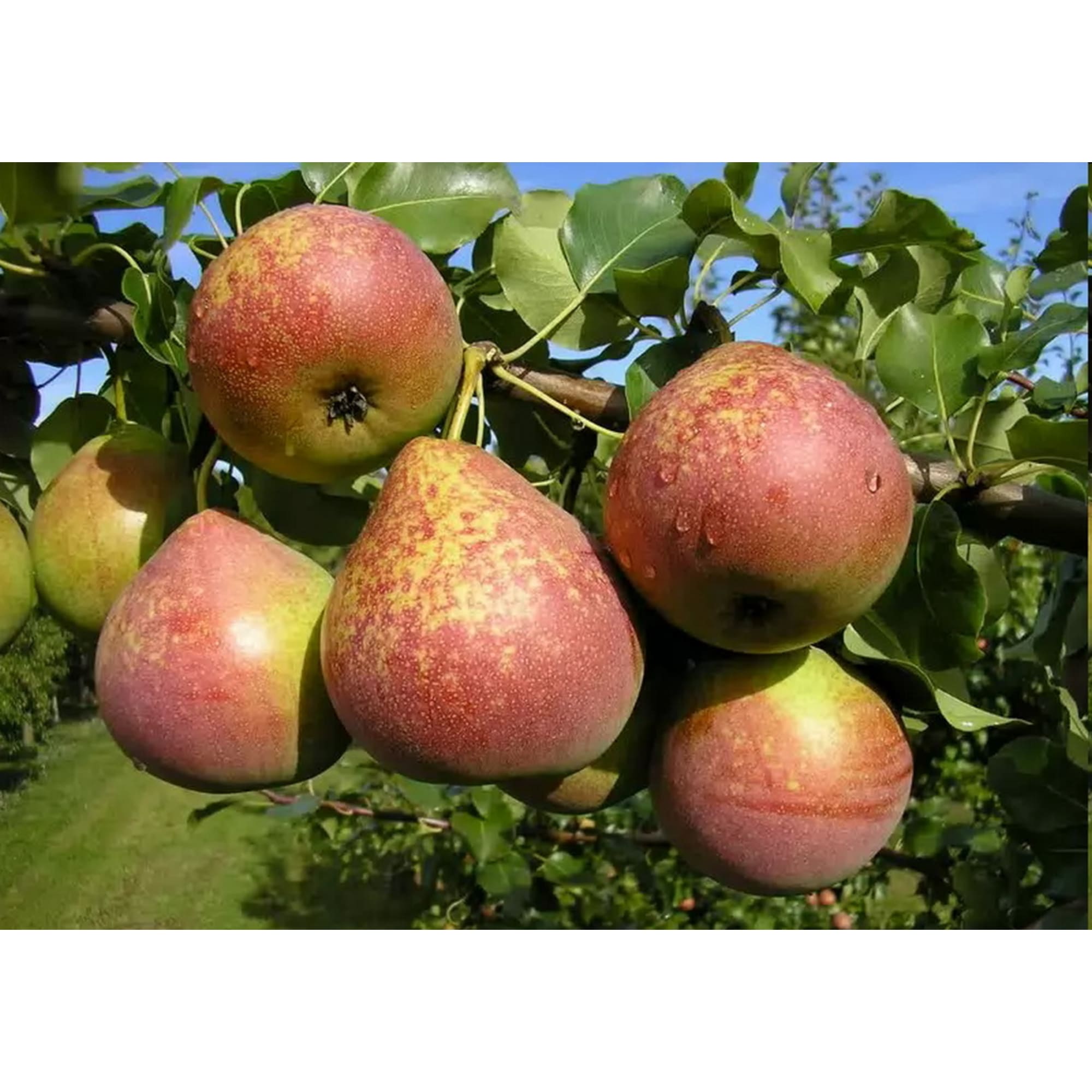 82596984 Груша «Мраморная» C4 высота 140 см Santreyd  - Вид №2