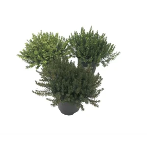 Эрика Карнеа - декоративный кустарник для альпинария ø11 h15 см 89437931