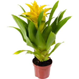 Гузмания Капкейк микс 9x40 см 82548578 STLM-2184943