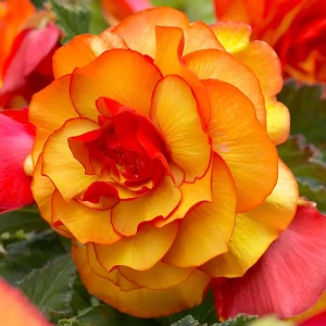 Бегония «picotee Red/Yellow», 5х6 см 13063705 STLM-2040568