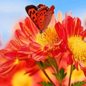 WP01093 Фотообои Verol Фотообои decoline 1х1 м