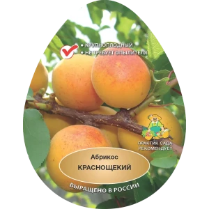 Абрикос Краснощекий h200 см в сетке Поиск Инвест 84399282 STLM-2193917