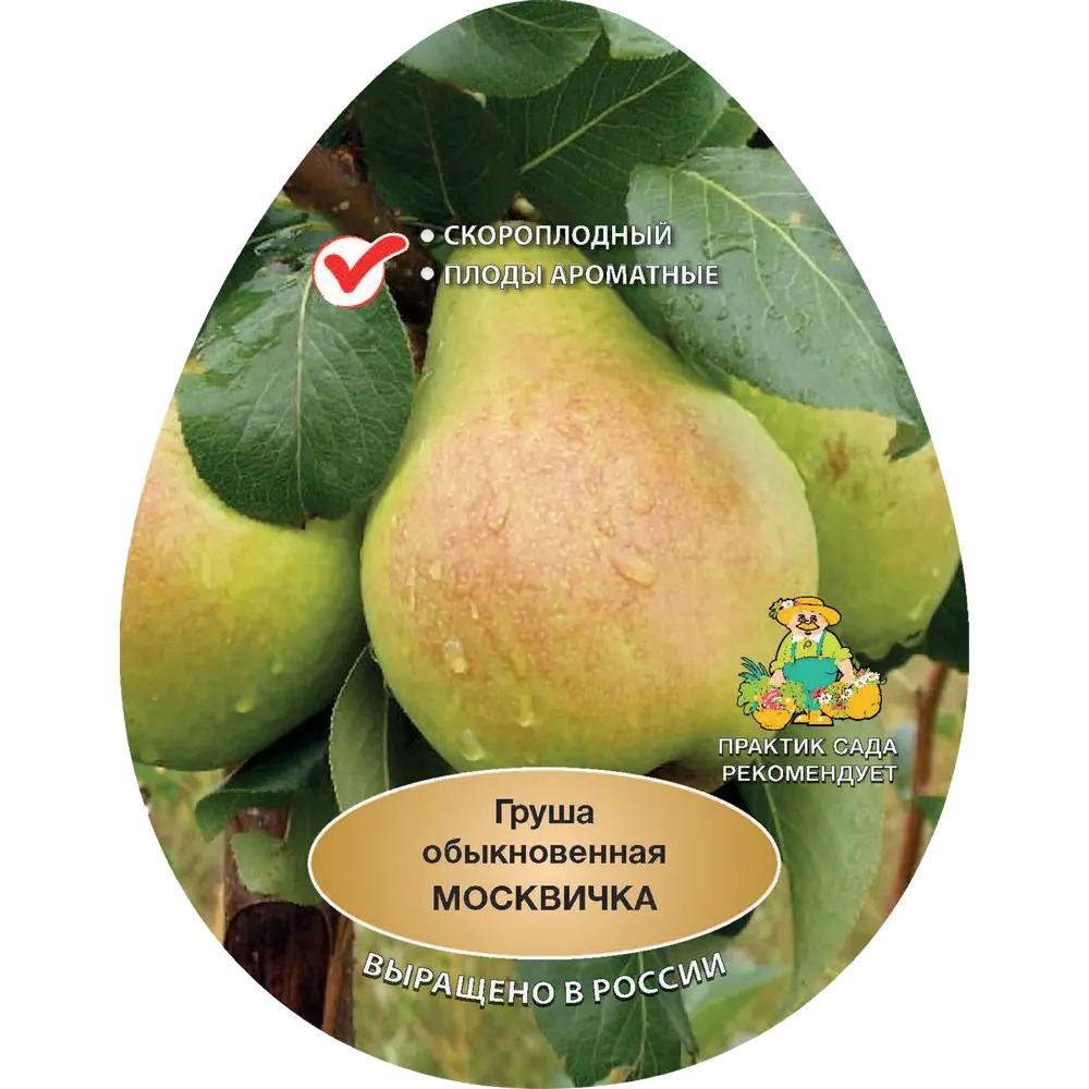 Груша обыкновенная Москвичка h200 см в сетке Поиск Инвест 84399334 STLM-2106647 Santreyd 