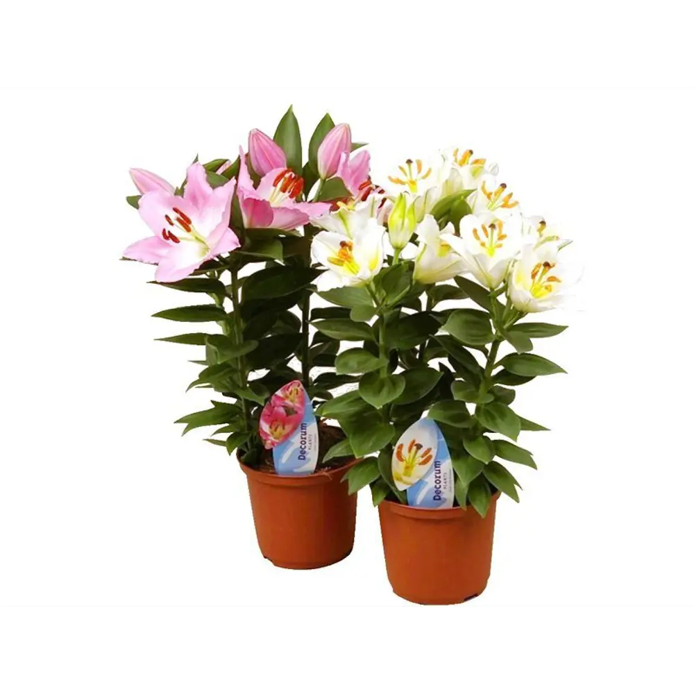 Лилия микс 13x40 см 82565140 STLM-2080722 OZ 
