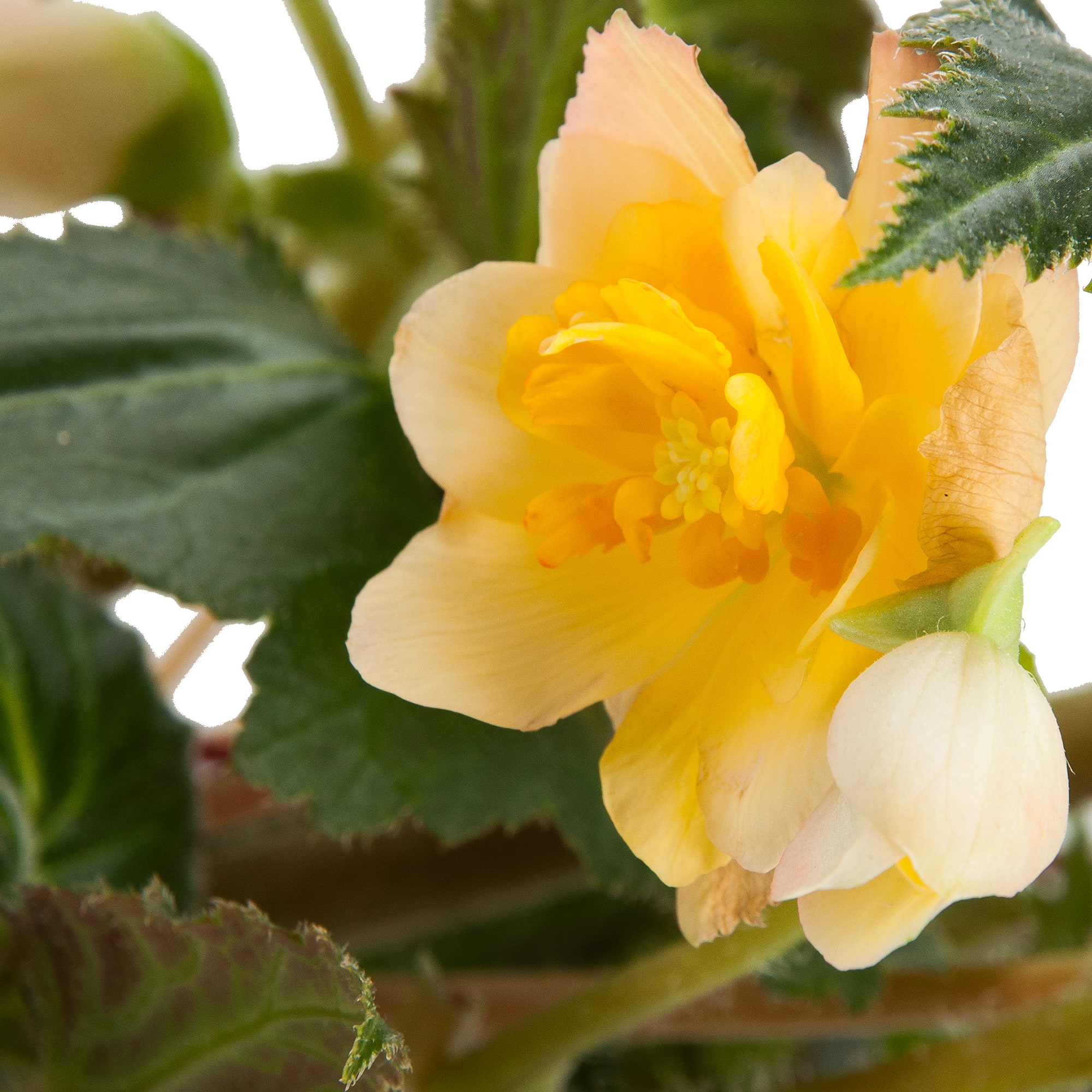 82650002 Бегония клубневая в кашпо 21 см Santreyd  - Вид №2