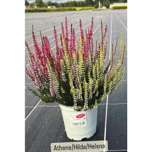 89382934 Вереск микс Афина/Хильда/Хелена ø11 h10 см STLM-1328365