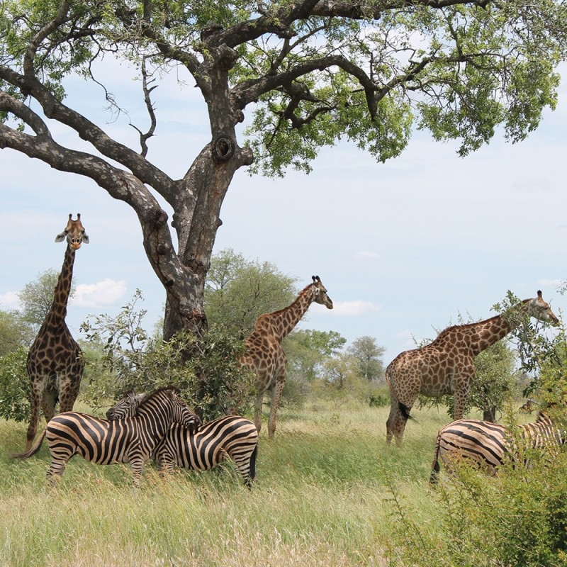 1295/CX38 Картина 0308 Adriani e Rossi  - Вид №1