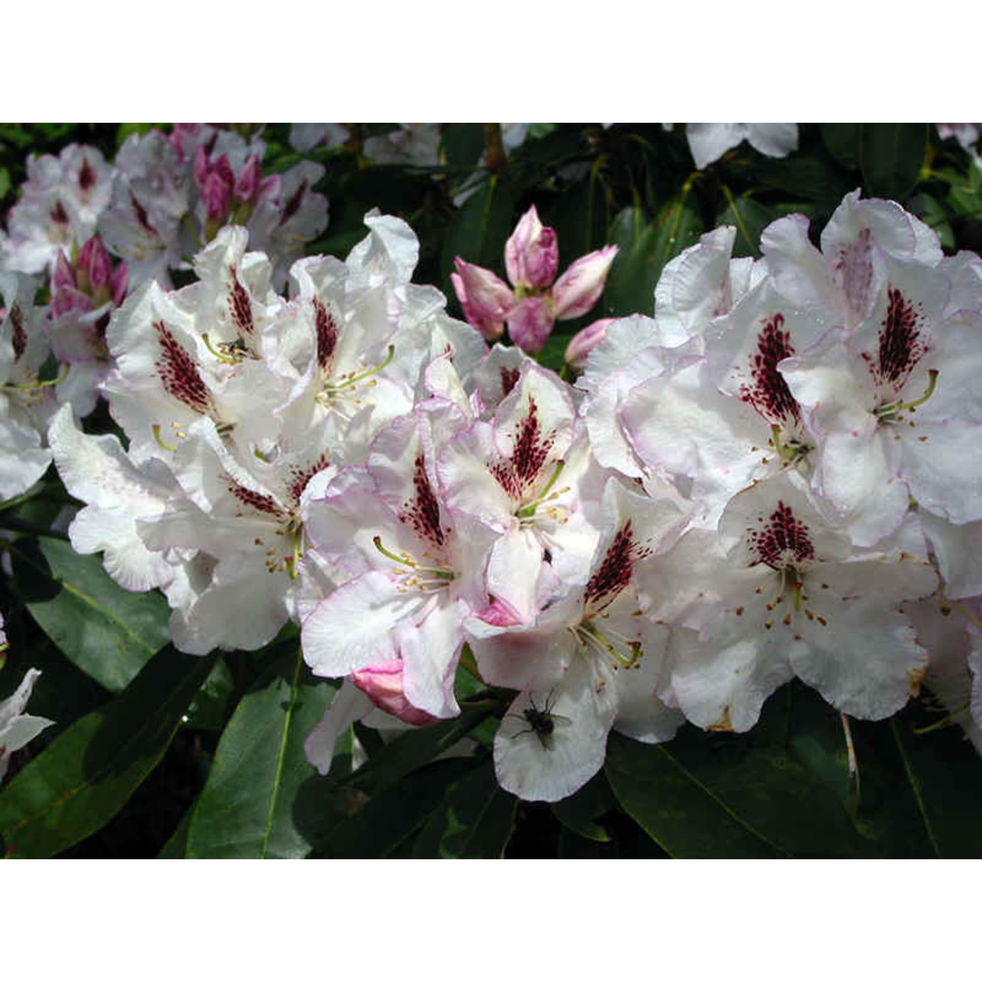 82601870 Рододендрон гибридный «Гадран» 9x20 см Santreyd  - Вид №4