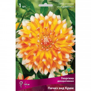 83593817 Георгина декоративная Пичиз Энд Крим луковица I