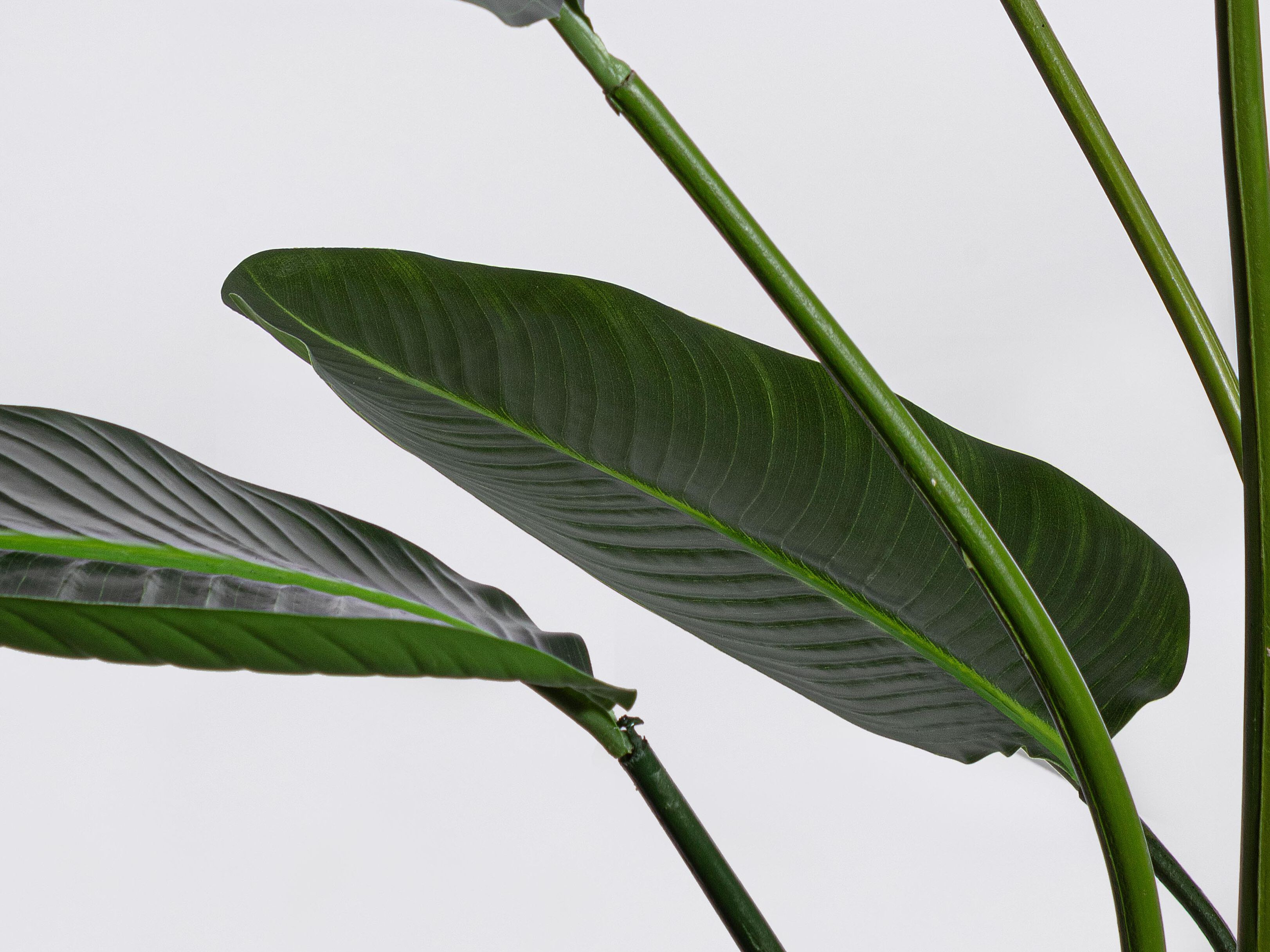 Искусственное растение BIZZOTTO STRELITZIA H185 ARCH-00120520 - Вид №1