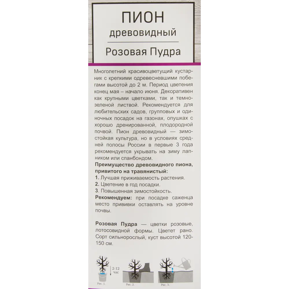 Пион древовидный Розовая пудра 82527833 STLM-2058021 Santreyd  - Вид №2
