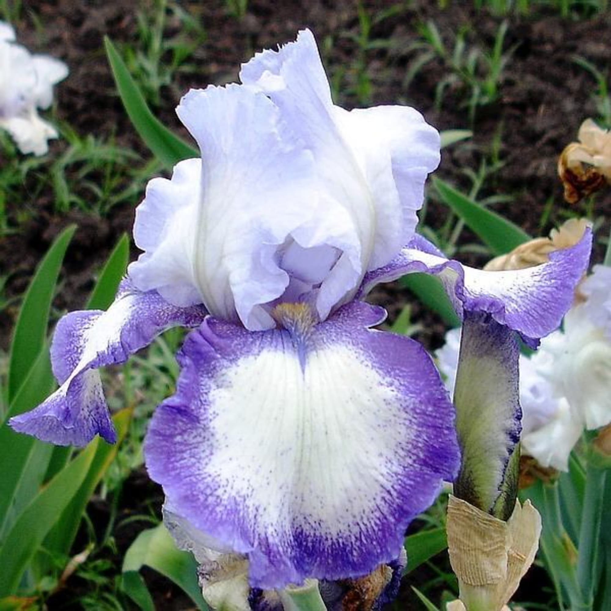 85324909 Ирис бородатый Бандера Волтц ø17 h30 см Santreyd 