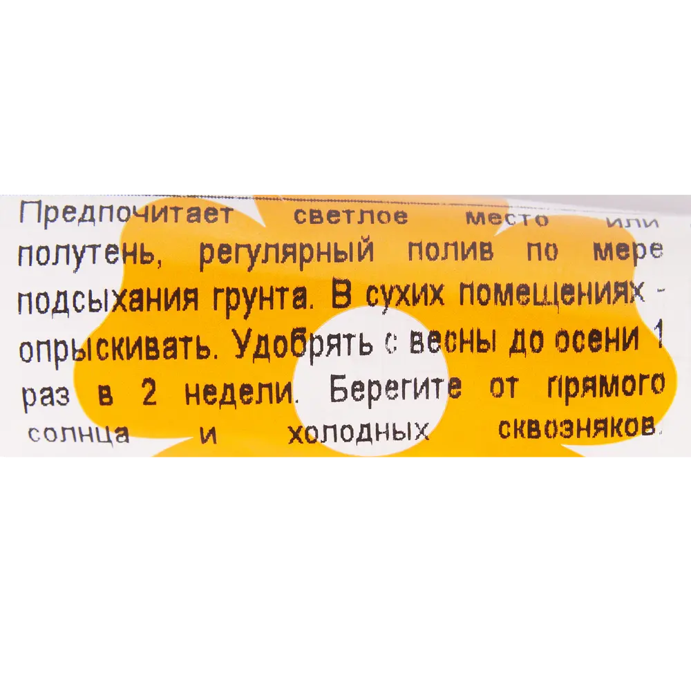 Santreyd Бамбук Лакки — растение удачи для вашего дома 14750304 STLM-0005087 - Вид №2