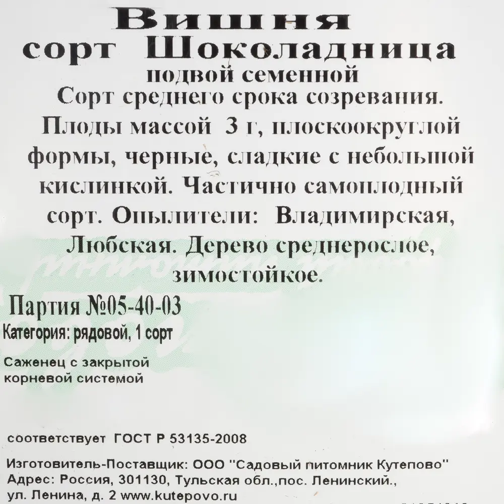 Вишня С7 «Шоколадница» h180 (3 года) 81954912 STLM-2116934 Santreyd  - Вид №1