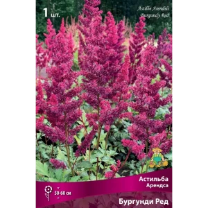 Астильба Арендса Бургунди Ред луковица I 83598129 STLM-2151848