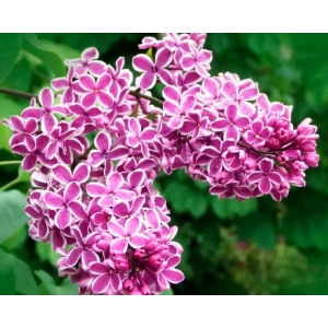 Сирень Сенсация ø22.5 см h20-40 см 85087654 STLM-2163648