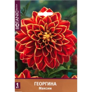 Георгина декоративная Максим I, 1 шт 82539300 STLM-2009683
