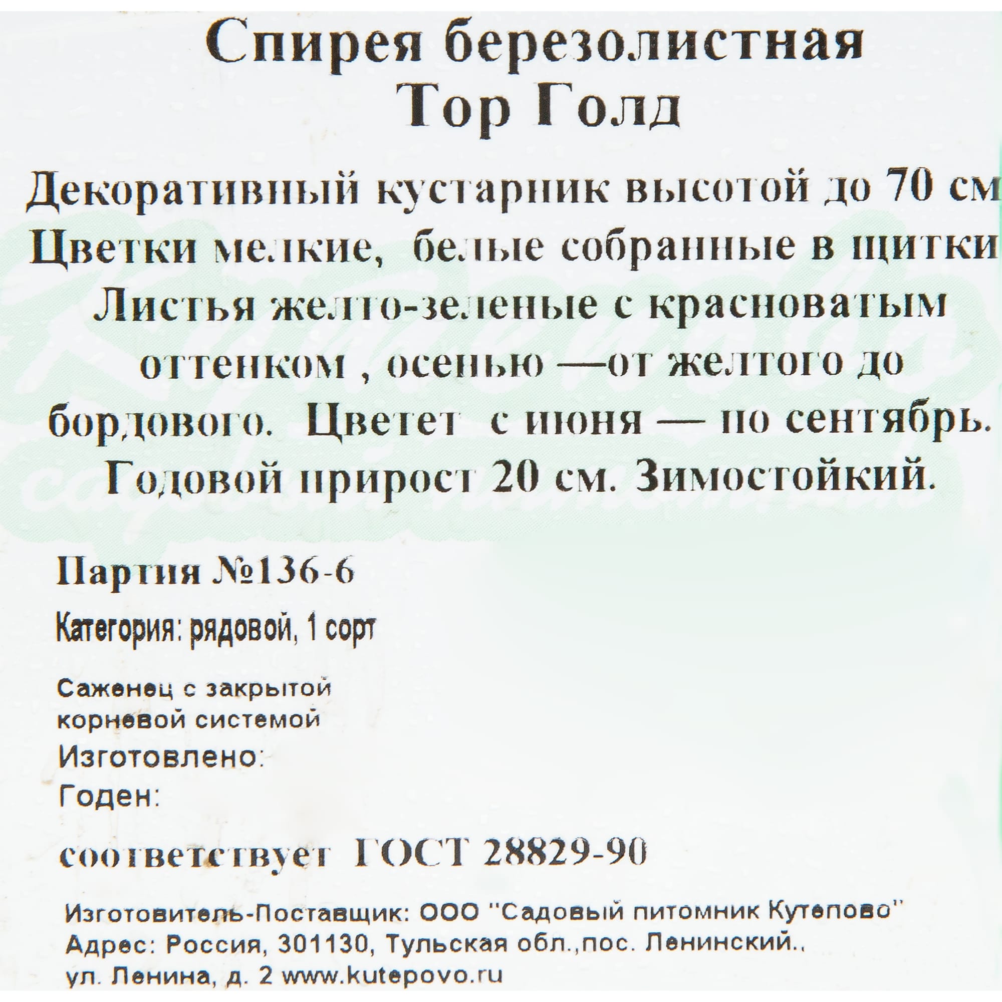 81954839 Спирея берёзолистная C2 h30 Тор Santreyd  - Вид №1