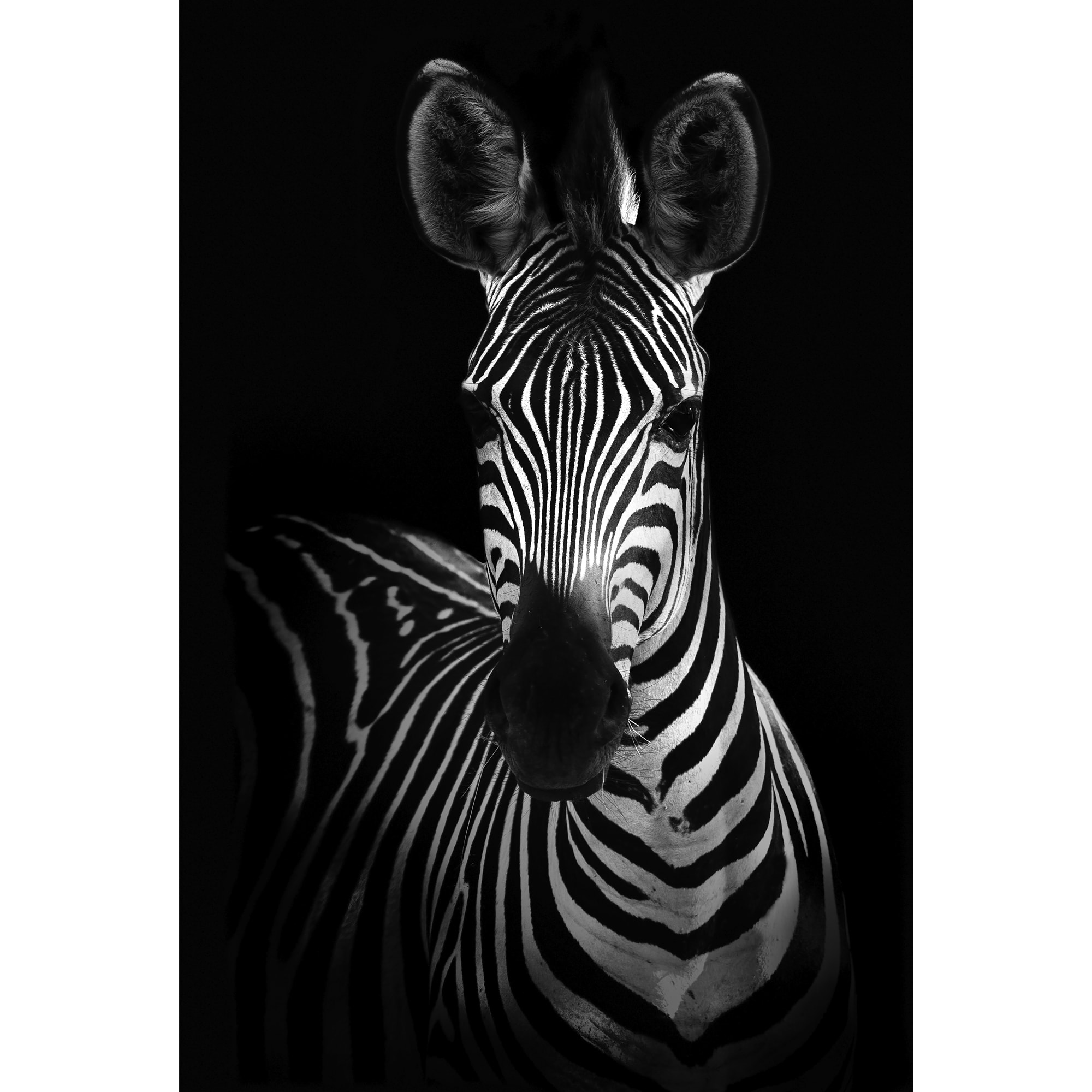 82977341 Картина на стекле «Зебра» 40x60 см Santreyd 