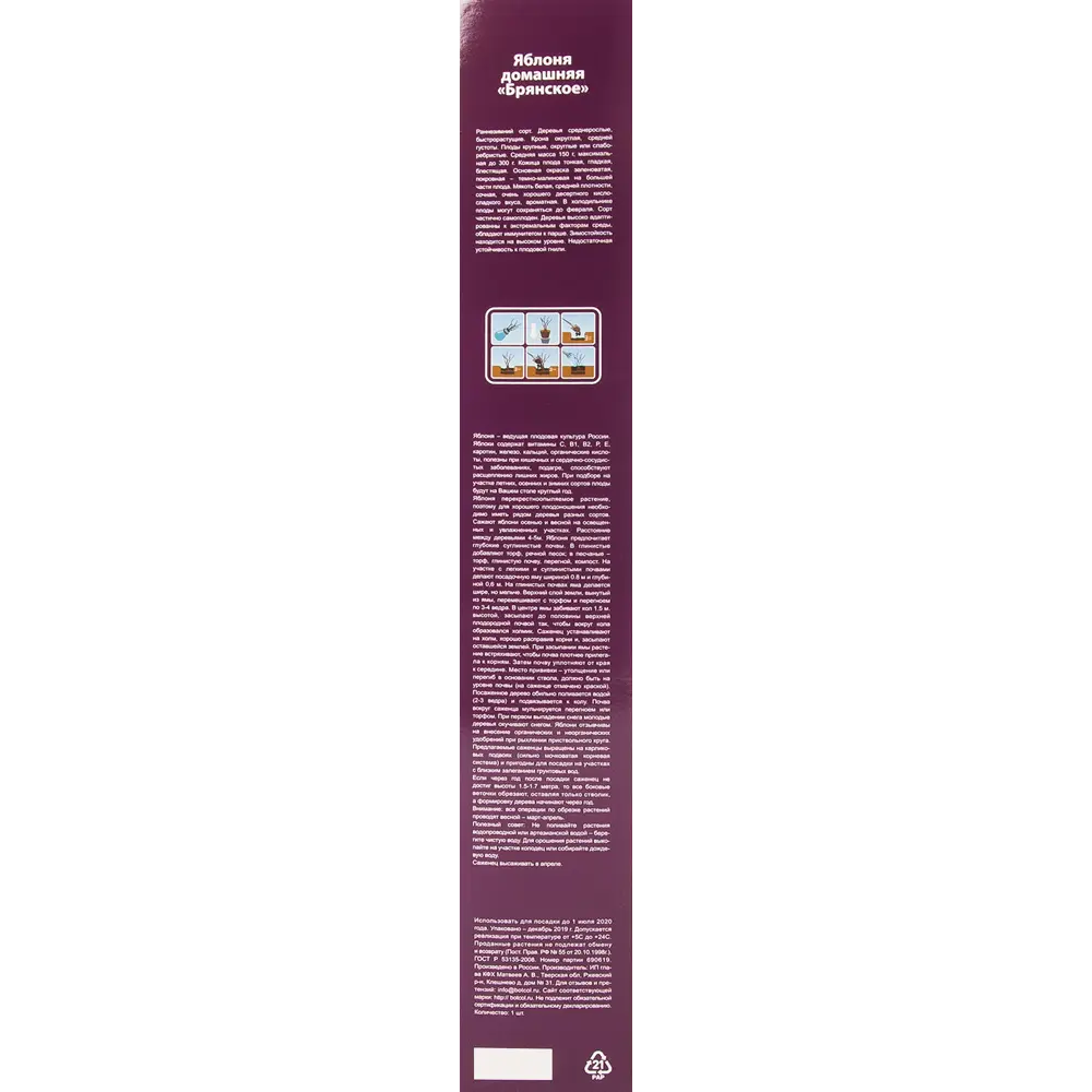 Яблоня Брянское в тубе 82539584 STLM-2127730 BOTANIC COLLECTION  - Вид №2
